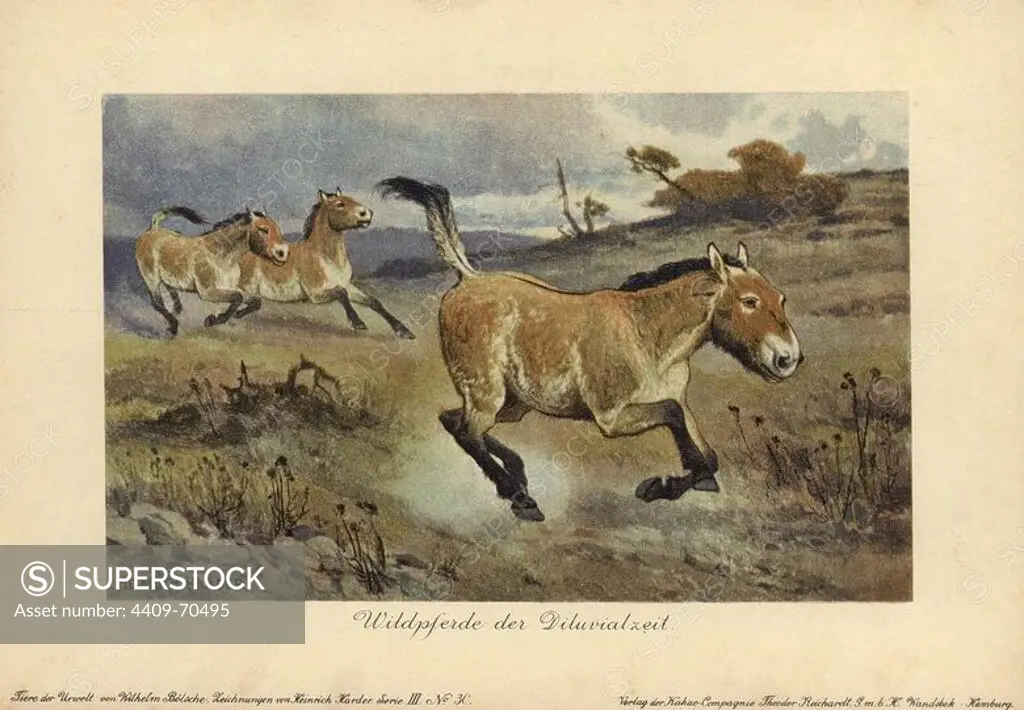 Wild horses of the Diluvial era, extinct genus of Equus ferus. Colour printed (chromolithograph) illustration by Heinrich Harder from "Tiere der Urwelt" Animals of the Prehistoric World, 1916, Hamburg. Heinrich Harder (1858-1935) was a German landscape artist and book illustrator. From a series of prehistoric creature cards published by the Reichardt Cocoa company. Natural historian Wilhelm Bolsche wrote the descriptive text.