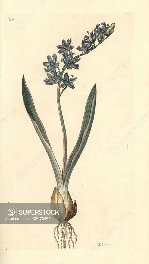 Two-leaved squill, Scilla bifolia. Handcoloured copperplate engraving from a drawing by James Sowerby for Smith's "English Botany," London, 1791. Sowerby was a tireless illustrator of natural history books and illustrated books on botany, mycology, conchology and geology.