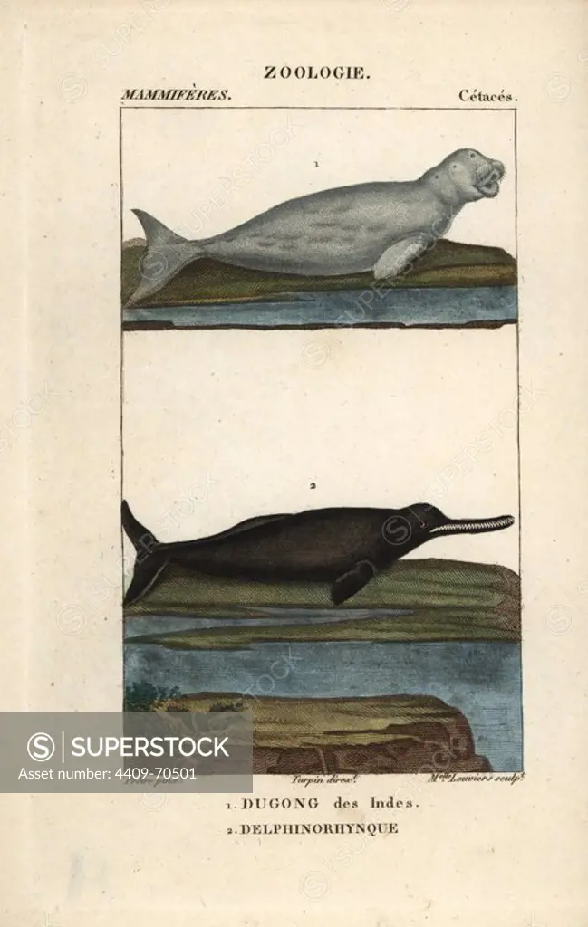 Dugong, Dugong dugon (vulnerable) and Amazon river dolphin, Inia geoffrensis (de Blainville, 1817). Handcoloured copperplate stipple engraving from Frederic Cuvier's "Dictionary of Natural Science: Mammals," Paris, France, 1816. Illustration by J. G. Pretre, engraved by Miss Louviers, directed by Pierre Jean-Francois Turpin, and published by F.G. Levrault. Jean Gabriel Pretre (1780~1845) was painter of natural history at Empress Josephine's zoo and later became artist to the Museum of Natural History. Turpin (1775-1840) is considered one of the greatest French botanical illustrators of the 19th century.