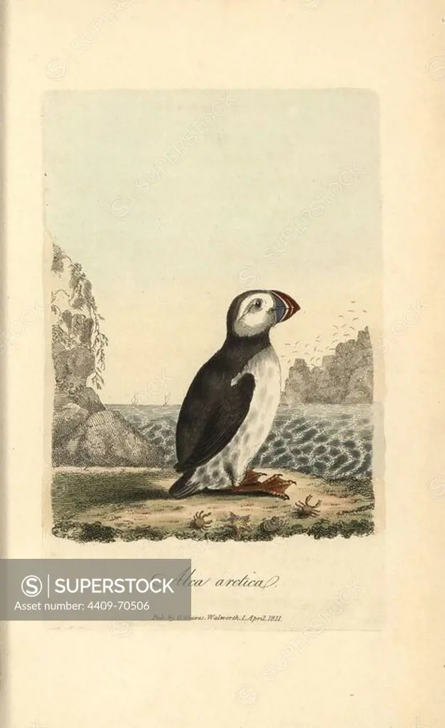 Atlantic puffin, Alca arctica. Handcoloured copperplate engraving by George Graves from "British Ornithology" 1811. Graves was a bookseller, publisher, artist, engraver and colorist and worked on botanical and ornithological books.
