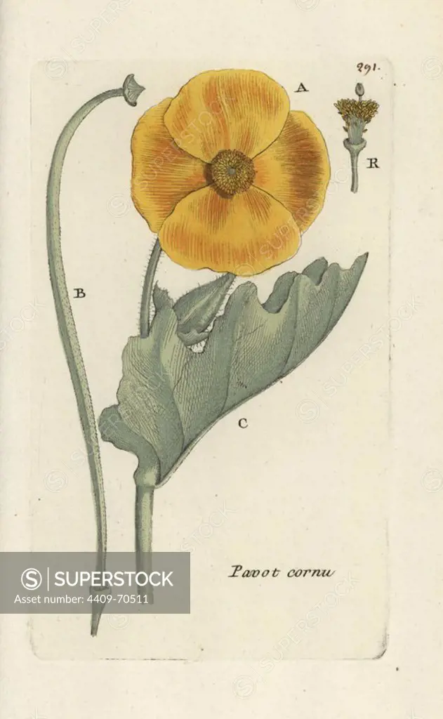 Yellow hornpoppy, Glaucium flavum. Handcoloured botanical drawn and engraved by Pierre Bulliard from his own "Flora Parisiensis," 1776, Paris, P. F. Didot. Pierre Bulliard (1752-1793) was a famous French botanist who pioneered the three-colour-plate printing technique. His introduction to the flowers of Paris included 640 plants.