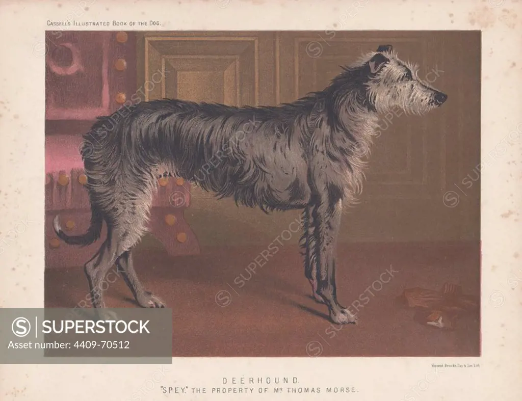 Deerhound "Spey" depicted in an interior setting. Fine chromolithograph from Cassell's "Illustrated Book of the Dog" 1881. Author Vero Kemball Shaw (1854-1905) wrote many books about dogs and horses, and encyclopedic guides to kennels, stables and poultry yards.
