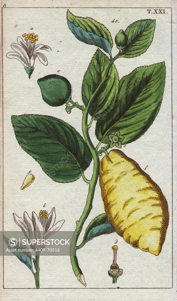 Lemon, Citrus medica. Handcolored copperplate engraving of a botanical illustration from G. T. Wilhelm's "Unterhaltungen aus der Naturgeschichte" (Encyclopedia of Natural History), Vienna, 1816. Gottlieb Tobias Wilhelm (1758-1811) was a Bavarian clergyman and naturalist in Augsburg, where the first edition was published.