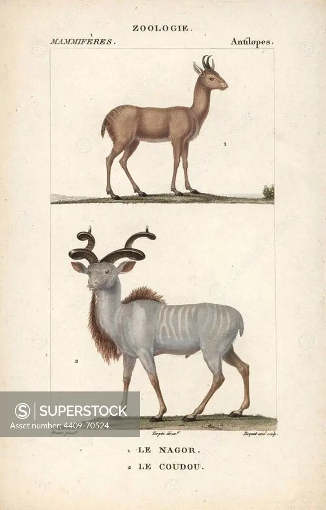 Nilgai, Boselaphus tragocamelus, and greater kudu, Tragelaphus strepsiceros. Handcoloured copperplate stipple engraving from Frederic Cuvier's "Dictionary of Natural Science: Mammals," Paris, France, 1816. Illustration by J. G. Pretre, engraved by Boquet the elder, directed by Pierre Jean-Francois Turpin, and published by F.G. Levrault. Jean Gabriel Pretre (1780~1845) was painter of natural history at Empress Josephine's zoo and later became artist to the Museum of Natural History. Turpin (1775-1840) is considered one of the greatest French botanical illustrators of the 19th century.