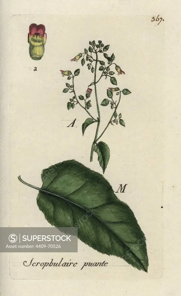 Figwort, Scrophularia nodosa. Handcoloured botanical drawn and engraved by Pierre Bulliard from his own "Flora Parisiensis," 1776, Paris, P. F. Didot. Pierre Bulliard (1752-1793) was a famous French botanist who pioneered the three-colour-plate printing technique. His introduction to the flowers of Paris included 640 plants.