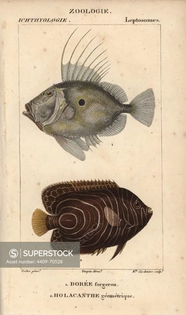 John dory, Doree forgeron, Zeus faber, and emperor angelfish, Holacanthe geometrique, Pomacanthus imperator. Handcoloured copperplate stipple engraving from Jussieu's "Dictionnaire des Sciences Naturelles" 1816-1830. The volumes on fish and reptiles were edited by Hippolyte Cloquet, natural historian and doctor of medicine. Illustration by J.G. Pretre, engraved by Miss Sixdeniers, directed by Turpin, and published by F. G. Levrault. Jean Gabriel Pretre (1780~1845) was painter of natural history at Empress Josephine's zoo and later became artist to the Museum of Natural History.