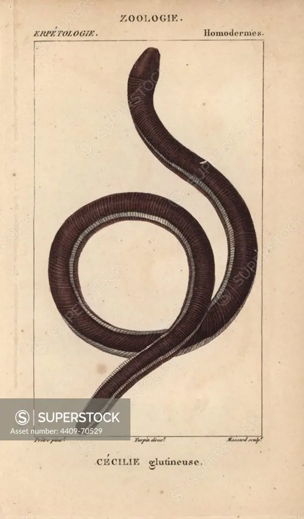 Ceylon caecilian, Cecilie glutineuse, Ichthyophis glutinosus. Handcoloured copperplate stipple engraving from Jussieu's "Dictionnaire des Sciences Naturelles" 1816-1830. The volumes on fish and reptiles were edited by Hippolyte Cloquet, natural historian and doctor of medicine. Illustration by J.G. Pretre, engraved by Massard, directed by Turpin, and published by F. G. Levrault. Jean Gabriel Pretre (1780~1845) was painter of natural history at Empress Josephine's zoo and later became artist to the Museum of Natural History.