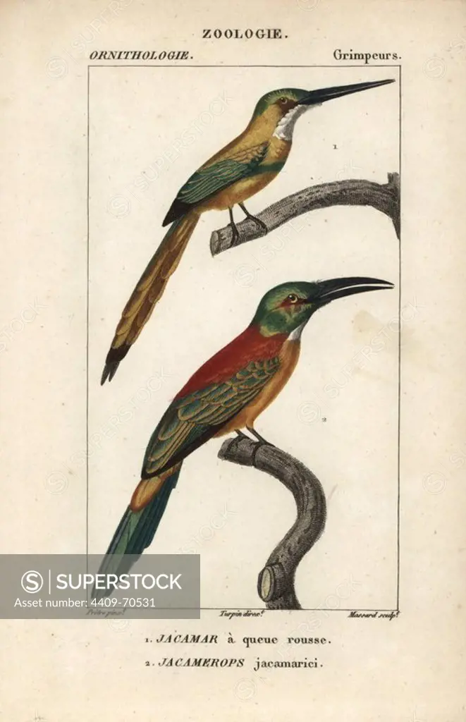 Rufous-tailed jacamar, Galbula ruficauda, and great jacamar, Jacamerops aureus. Handcoloured copperplate stipple engraving from Dumont de Sainte-Croix's "Dictionary of Natural Science: Ornithology," Paris, France, 1816-1830. Illustration by J. G. Pretre, engraved by Massard, directed by Pierre Jean-Francois Turpin, and published by F.G. Levrault. Jean Gabriel Pretre (1780~1845) was painter of natural history at Empress Josephine's zoo and later became artist to the Museum of Natural History. Turpin (1775-1840) is considered one of the greatest French botanical illustrators of the 19th century.