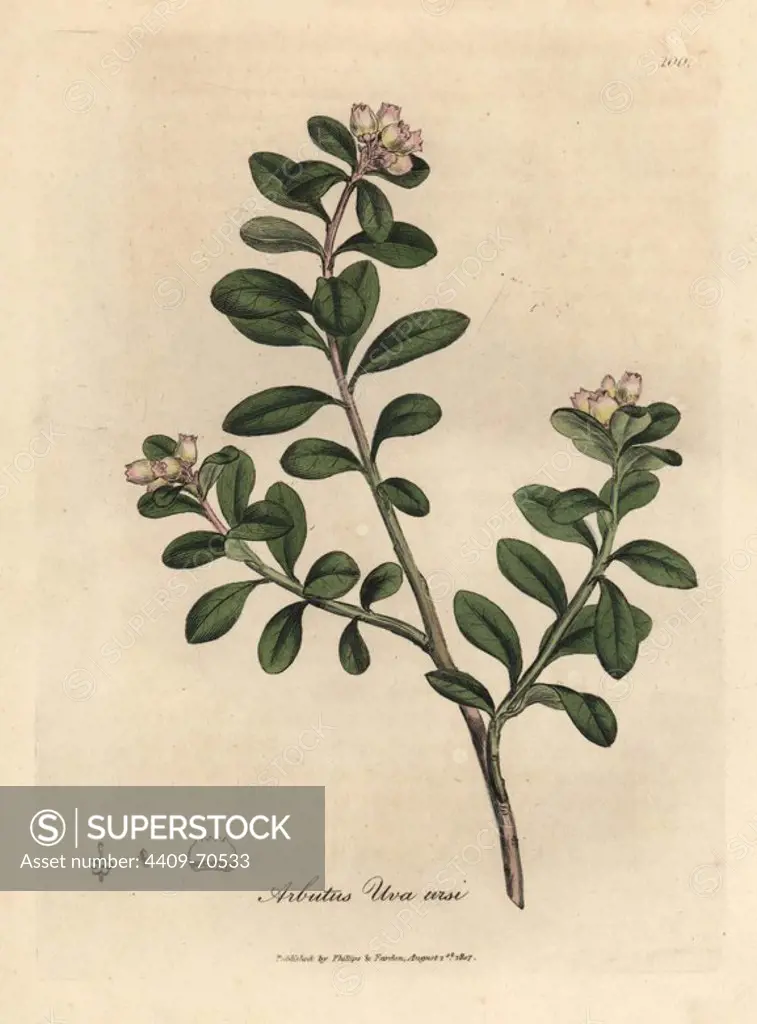 Trailing arbutus or bearberry, Arctostaphylos uva-ursi. Handcoloured copperplate engraving from a botanical illustration by James Sowerby from William Woodville and Sir William Jackson Hooker's "Medical Botany," John Bohn, London, 1832. The tireless Sowerby (1757-1822) drew over 2, 500 plants for Smith's mammoth "English Botany" (1790-1814) and 440 mushrooms for "Coloured Figures of English Fungi " (1797) among many other works.