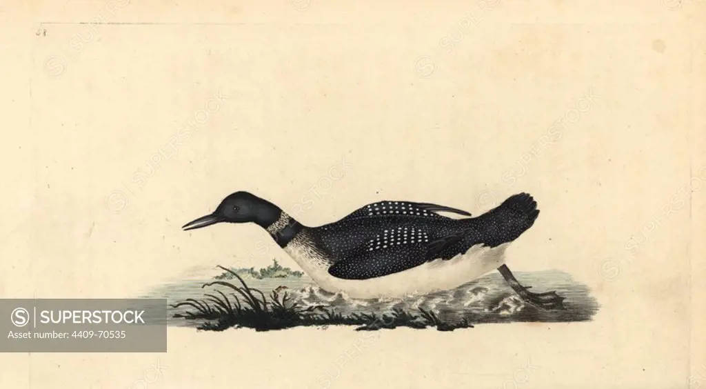 Great northern loon or diver, Gavia immer. Handcoloured copperplate drawn and engraved by Edward Donovan from his own "Natural History of British Birds," London, 1794-1819. Edward Donovan (1768-1837) was an Anglo-Irish amateur zoologist, writer, artist and engraver. He wrote and illustrated a series of volumes on birds, fish, shells and insects, opened his own museum of natural history in London, but later he fell on hard times and died penniless.