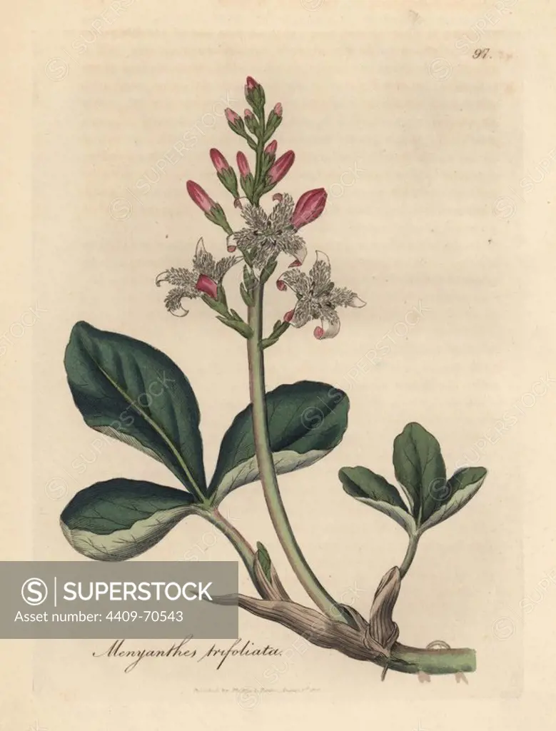 Water trefoil or buckbean, Menyanthes trifoliata. Handcoloured copperplate engraving from a botanical illustration by James Sowerby from William Woodville and Sir William Jackson Hooker's "Medical Botany," John Bohn, London, 1832. The tireless Sowerby (1757-1822) drew over 2, 500 plants for Smith's mammoth "English Botany" (1790-1814) and 440 mushrooms for "Coloured Figures of English Fungi " (1797) among many other works.