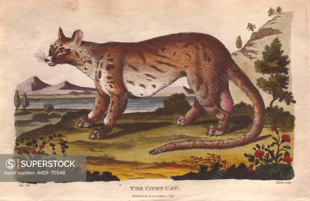 Civet cat. Civetticus civetta . Hand-colored copperplate engraving from a drawing by Johann Ihle from Ebenezer Sibly's "Universal System of Natural History" 1794. The prolific Sibly published his Universal System of Natural History in 1794~1796 in five volumes covering the three natural worlds of fauna, flora and geology. The series included illustrations of mythical beasts such as the sukotyro and the mermaid, and depicted sloths sitting on the ground (instead of hanging from trees) and a domesticated female orang utan wearing a bandana. The engravings were by J. Pass, J. Chapman and Barlow copied from original drawings by famous natural history artists George Edwards, Albertus Seba, Maria Sybilla Merian, and Johann Ihle.