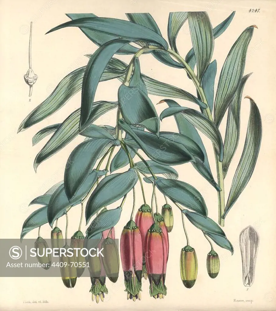 Andinamarc collania, Bomarea andimarcana. Hand-coloured botanical illustration drawn and lithographed by Walter Hood Fitch for Sir William Jackson Hooker's "Curtis's Botanical Magazine," London, Reeve Brothers, 1846. Fitch (1817~1892) was a tireless Scottish artist who drew over 2,700 lithographs for the "Botanical Magazine" starting from 1834.