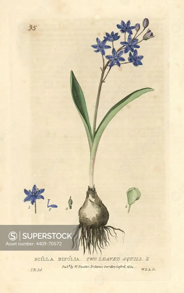 Two-leaved squill, Scilla bifolia. Handcoloured copperplate engraving by W.E.A. of a drawing by Isaac Russell from William Baxter's "British Phaenogamous Botany" 1834. Scotsman William Baxter (1788-1871) was the curator of the Oxford Botanic Garden from 1813 to 1854.