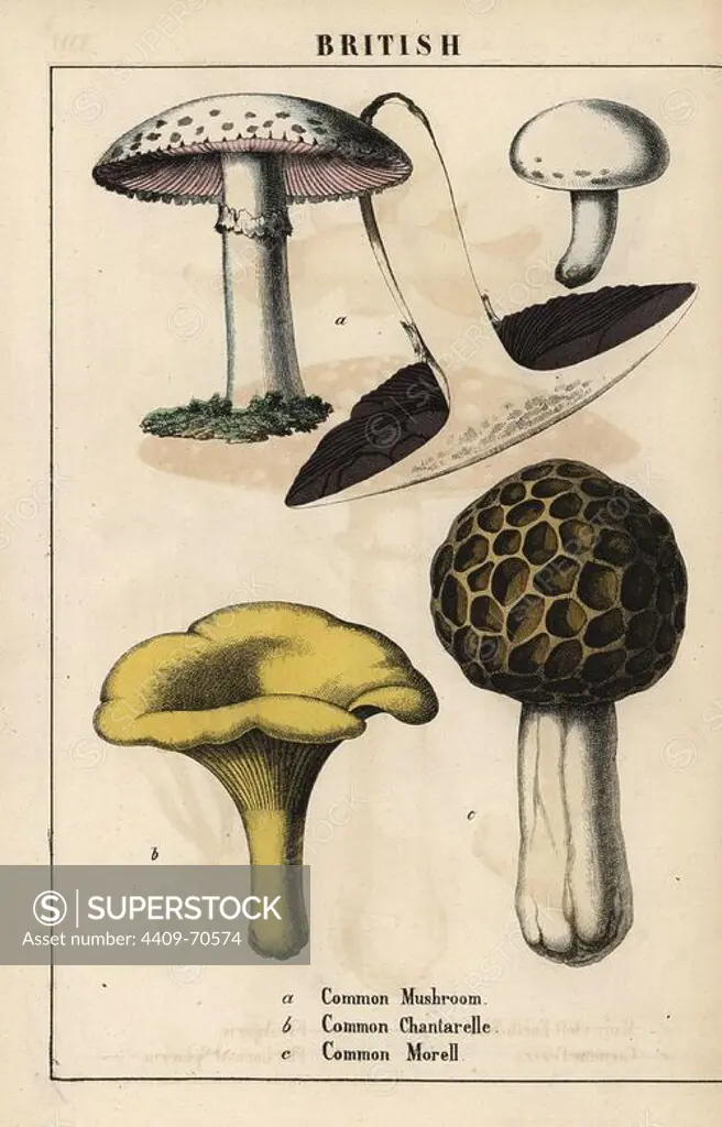 Common mushroom Agaricus, golden chantarelle mushroom Cantharellus cibarius and morel mushroom Morchella esculenta. Chromolithograph from "The Instructive Picturebook, or Lessons from the Vegetable World," Charlotte Mary Yonge, Edinburgh, 1858.