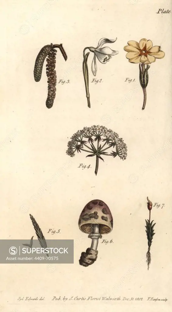 Calyx examples: primrose, snowdrop, hazel, hemlock, grass, mushroom, and moss. Handcoloured copperplate engraving of a botanical illustration by Sydenham Edwards for William Curtis's "Lectures on Botany, as delivered in the Botanic Garden at Lambeth," 1805. Edwards (1768-1819) was the artist of thousands of botanical plates for Curtis' "Botanical Magazine" and his own "Botanical Register.".