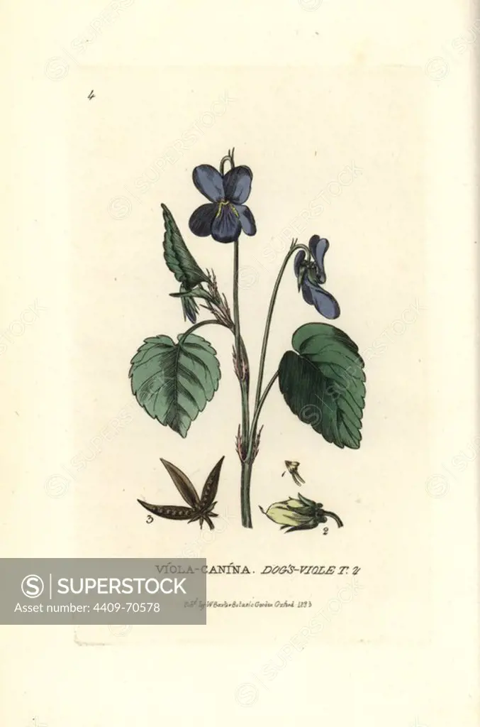 Dog's violet, Viola canina. Handcoloured copperplate engraving from a drawing by Isaac Russell from William Baxter's "British Phaenogamous Botany" 1834. Scotsman William Baxter (1788-1871) was the curator of the Oxford Botanic Garden from 1813 to 1854.