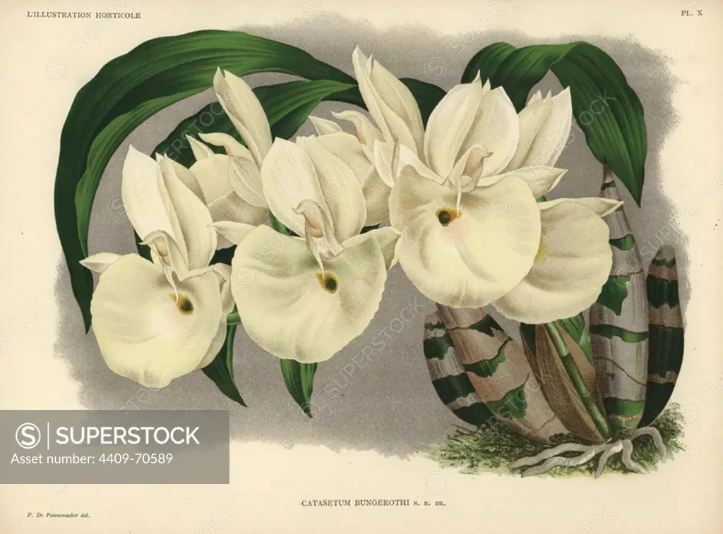 Felt-capped Catasetum or Mother of Pearl Flower . Catasetum pileatum (Catasetum bungerothii). Catasetum orchid with creamy yellow flowers. It caused "quite a sensation" when it was first shown in London in 1886.. Chromolithograph drawn by P. de Pannemaeker, for Jean Linden's "L'Illustration Horticole" published in Ghent in 1886. Jean Linden (1817-1898) was a Belgian explorer, horticulturist, scientist and publisher of botanical books.