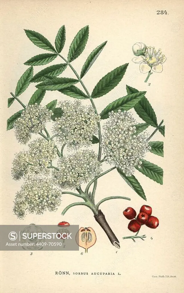 European rowan or mountain-ash, Sorbus aucuparia. Chromolithograph from Carl Lindman's "Bilder ur Nordens Flora" (Pictures of Northern Flora), Stockholm, Wahlstrom & Widstrand, 1905. Lindman (1856-1928) was Professor of Botany at the Swedish Museum of Natural History (Naturhistoriska Riksmuseet). The chromolithographs were based on Johan Wilhelm Palmstruch's "Svensk botanik," 1802-1843.