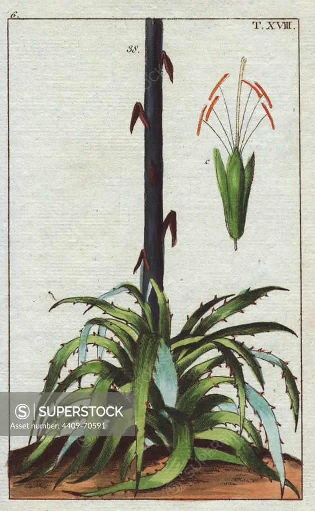 Century plant, maguey, or American aloe, Agave americana. Handcolored copperplate engraving of a botanical illustration from G. T. Wilhelm's "Unterhaltungen aus der Naturgeschichte" (Encyclopedia of Natural History), Vienna, 1816. Gottlieb Tobias Wilhelm (1758-1811) was a Bavarian clergyman and naturalist in Augsburg, where the first edition was published.