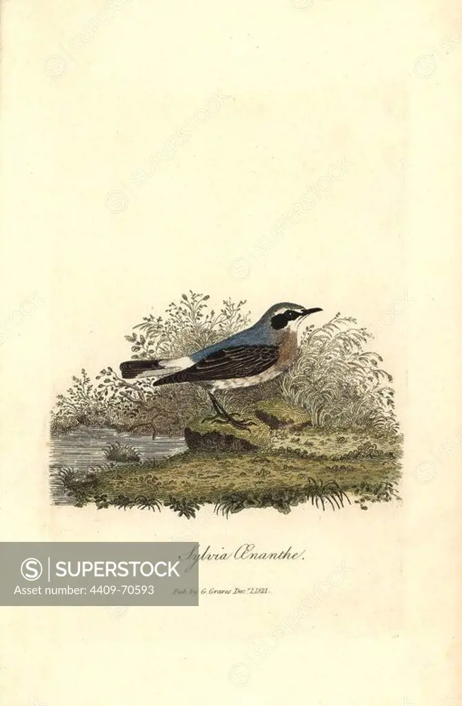 Northern wheatear, Oenanthe oenanthe. Handcoloured copperplate drawn and engraved by George Graves from his own "British Ornithology," Walworth, 1821. Graves was a bookseller, publisher, artist, engraver and colorist and worked on botanical and ornithological books.