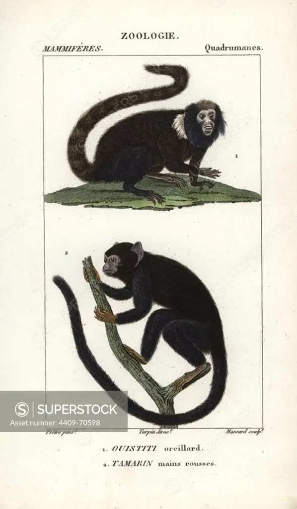 Buffy-tufted marmoset, Callithrix aurita (vulnerable), and red-handed tamarin, Saguinus midas. Handcoloured copperplate stipple engraving from Frederic Cuvier's "Dictionary of Natural Science: Mammals," Paris, France, 1816. Illustration by J. G. Pretre, engraved by Massard, directed by Pierre Jean-Francois Turpin, and published by F.G. Levrault. Jean Gabriel Pretre (1780~1845) was painter of natural history at Empress Josephine's zoo and later became artist to the Museum of Natural History. Turpin (1775-1840) is considered one of the greatest French botanical illustrators of the 19th century.
