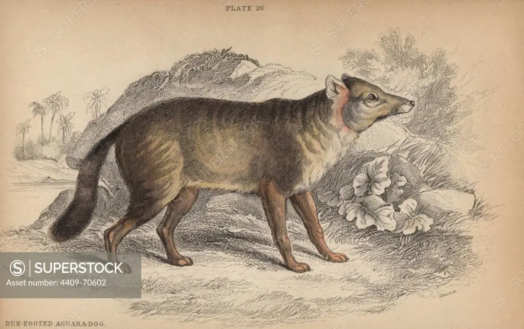 Darwin's fox, Lycalopex fulvipes. Critically endangered. Chiloe Island, Chile. Handcoloured engraving on steel by William Lizars from a drawing by Colonel Charles Hamilton Smith from Sir William Jardine's "Naturalist's Library: Dogs" published by W. H. Lizars, Edinburgh, 1839.