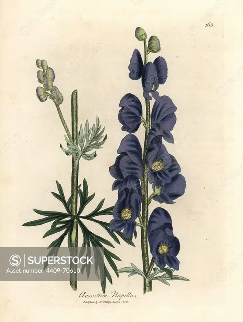 Blue flowered wolf's bane or monk's hood, Aconitum napellus. Handcolored copperplate engraving from a botanical illustration by James Sowerby from William Woodville and Sir William Jackson Hooker's "Medical Botany" 1832. The tireless Sowerby (1757-1822) drew over 2,500 plants for Smith's mammoth "English Botany" (1790-1814) and 440 mushrooms for "Coloured Figures of English Fungi " (1797) among many other works.