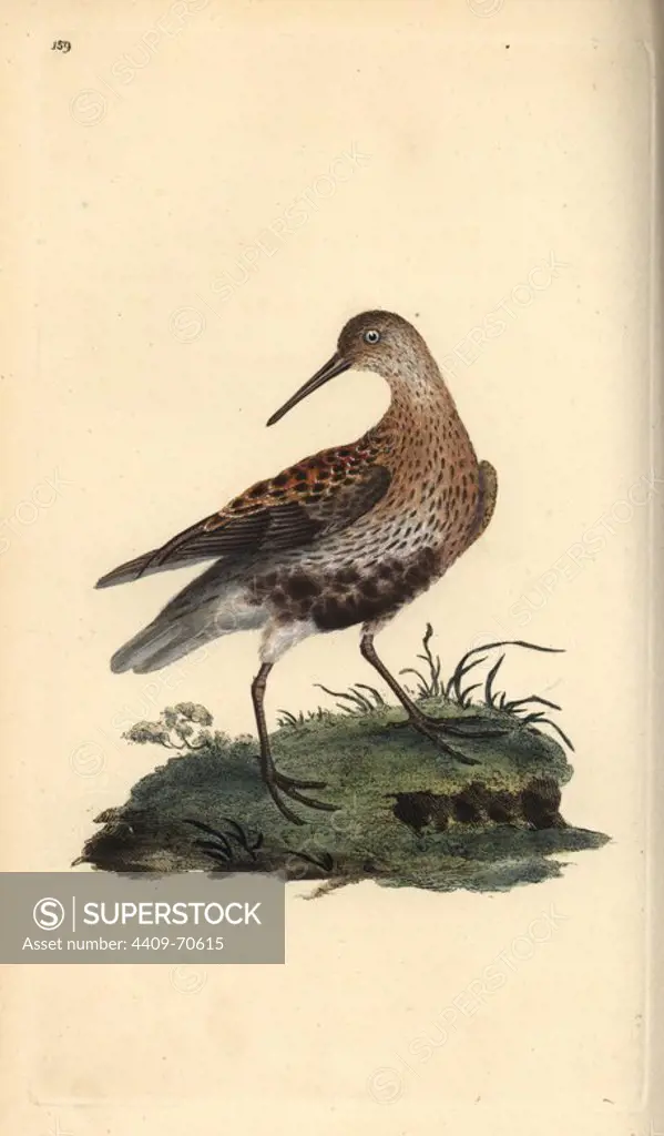 Dunlin, Calidris alpina. Handcoloured copperplate drawn and engraved by Edward Donovan from his own "Natural History of British Birds," London, 1794-1819. Edward Donovan (1768-1837) was an Anglo-Irish amateur zoologist, writer, artist and engraver. He wrote and illustrated a series of volumes on birds, fish, shells and insects, opened his own museum of natural history in London, but later he fell on hard times and died penniless.
