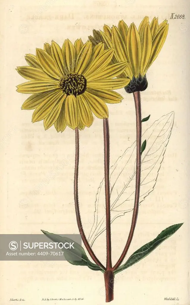 Dark-purple-eyed sunflower. Helianthus atrorubens. Illustration by John Curtis (the entomologist), engraved by Weddell. Handcolored copperplate engraving from Samuel Curtis's "The Curtis Botanical Magazine" 1826.. Samuel Curtis, cousin and son-in-law to William Curtis, took over the Botanical Magazine in 1826. Samuel re-named it "The Curtis Botanical Magazine" and enlisted the help of William Jackson Hooker, Professor of Botany at Glasgow University. Samuel Curtis' daughters drew the illustrations for the magazine.