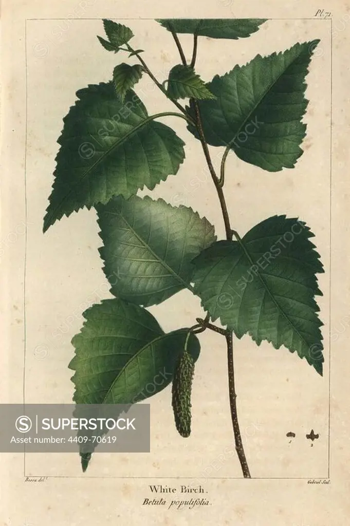 Leaves, ament and seed of the White birch, Betula populifolia.. Handcolored stipple engraving from a botanical illustration by Pancrace Bessa, engraved on copper by Gabriel, from Francois Andre Michaux's "North American Sylva," Philadelphia, 1857. French botanist Michaux (1770-1855) explored America and Canada in 1785 cataloging its native trees.