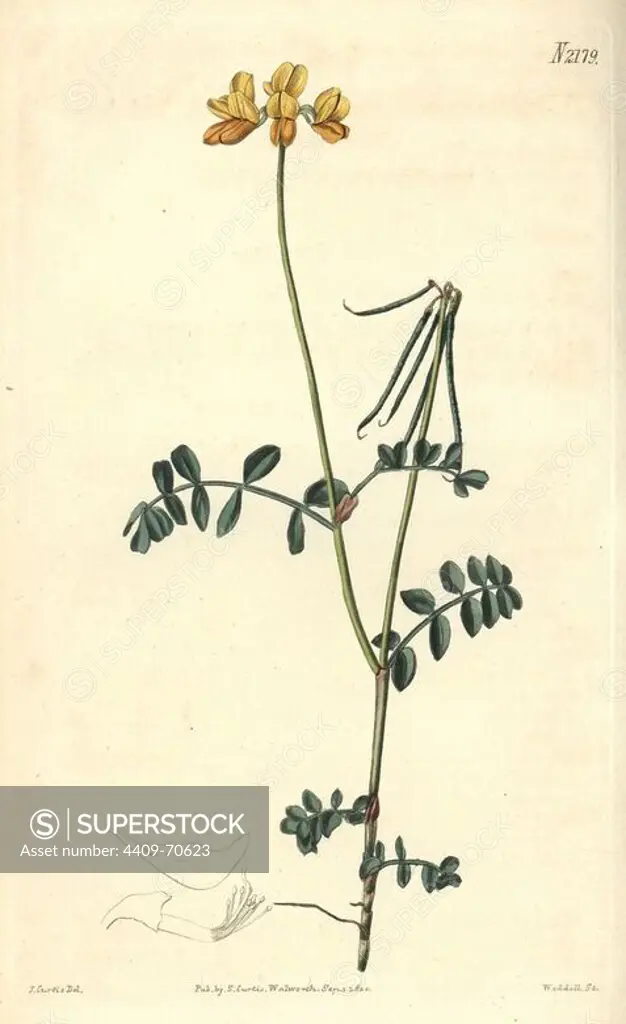 Jacquin's least coronilla, Coronilla minima. Handcoloured copperplate engraving drawn by John Curtis and engraved by Weddell from "Curtis's Botanical Magazine"1820, Samuel Curtis, Walworth, London.