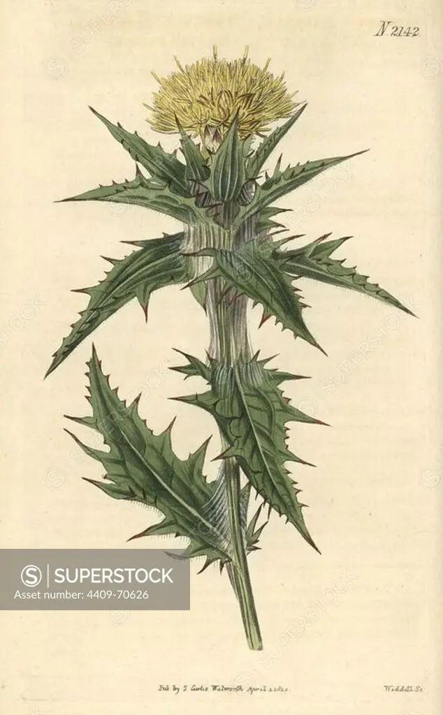 Yellow distaff thistle, Carthamus lanatus. Handcoloured copperplate engraving drawn by John Curtis and engraved by Weddell from "Curtis's Botanical Magazine"1820, Samuel Curtis, Walworth, London.