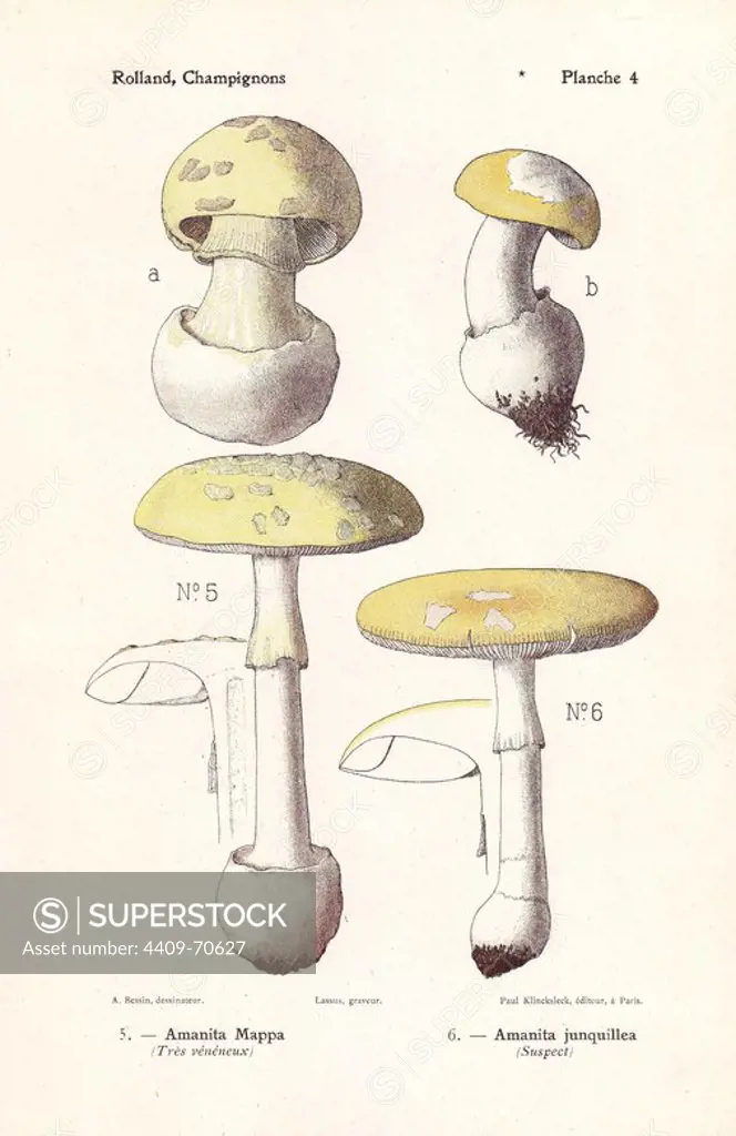 False death cap mushroom, Amanita mappa, jonquil amanita mushroom, Amanita junquillea. Chromolithograph drawn by Bessin for Leon Rolland's "Atlas des Champignons" 1911.