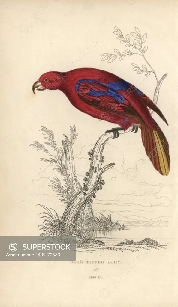 Red lory, Eos rubra, Blue tipped lory, Psittacus caeruleatus. Hand-coloured steel engraving by Joseph Kidd (after Francois Levaillant) from Sir Thomas Dick Lauder and Captain Thomas Brown's "Miscellany of Natural History: Parrots," Edinburgh, 1833. The Miscellany was intended to be a multi-volume series, but was brought to an abrupt halt after only the second volume on cats when John Audubon complained about the unauthorized use of his illustrations.