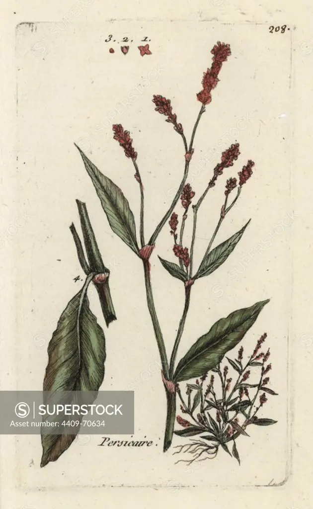 Redshank, Persicaria maculosa. Handcoloured botanical drawn and engraved by Pierre Bulliard from his own "Flora Parisiensis," 1776, Paris, P. F. Didot. Pierre Bulliard (1752-1793) was a famous French botanist who pioneered the three-colour-plate printing technique. His introduction to the flowers of Paris included 640 plants.