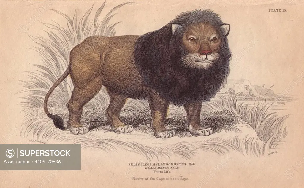 Cape or black-maned lion, Panthera leo melanochaita. Extinct African species. Handcoloured engraving on steel by William Lizars from a drawing by Col. Charles Hamilton Smith from Sir William Jardine's "Naturalist's Library: Mammalia: Felinae," published by W. H. Lizars, Edinburgh, 1834.