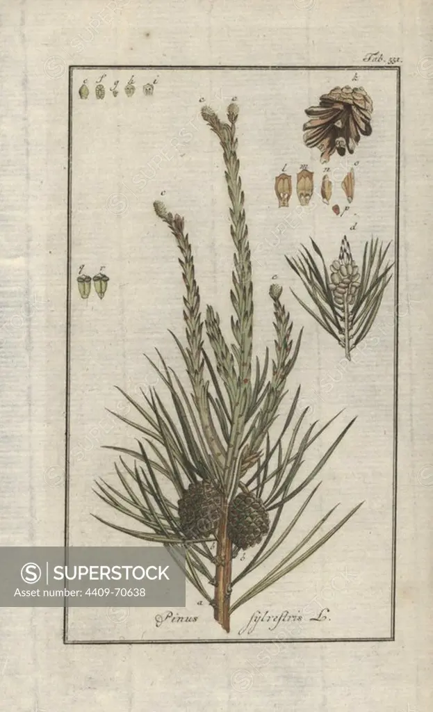 Scots pine, Pinus sylvestris. Handcoloured copperplate botanical engraving from Johannes Zorn's "Afbeelding der Artseny-Gewassen," Jan Christiaan Sepp, Amsterdam, 1796. Zorn first published his illustrated medical botany in Nurnberg in 1780 with 500 plates, and a Dutch edition followed in 1796 published by J.C. Sepp with an additional 100 plates. Zorn (1739-1799) was a German pharmacist and botanist who collected medical plants from all over Europe for his "Icones plantarum medicinalium" for apothecaries and doctors.