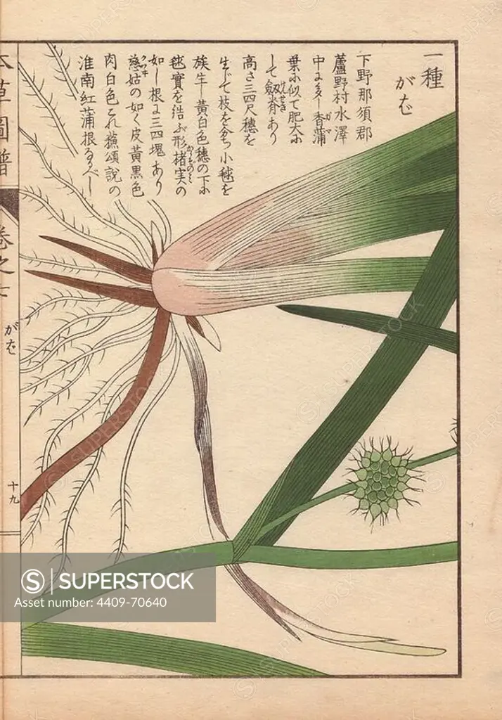 Leaves, roots and seeds of bur-reed, Sparganium racemosum Huds.. Colour-printed woodblock engraving by Kan'en Iwasaki from "Honzo Zufu," an Illustrated Guide to Medicinal Plants, 1884. Iwasaki (1786-1842) was a Japanese botanist, entomologist and zoologist. He was one of the first Japanese botanists to incorporate western knowledge into his studies.