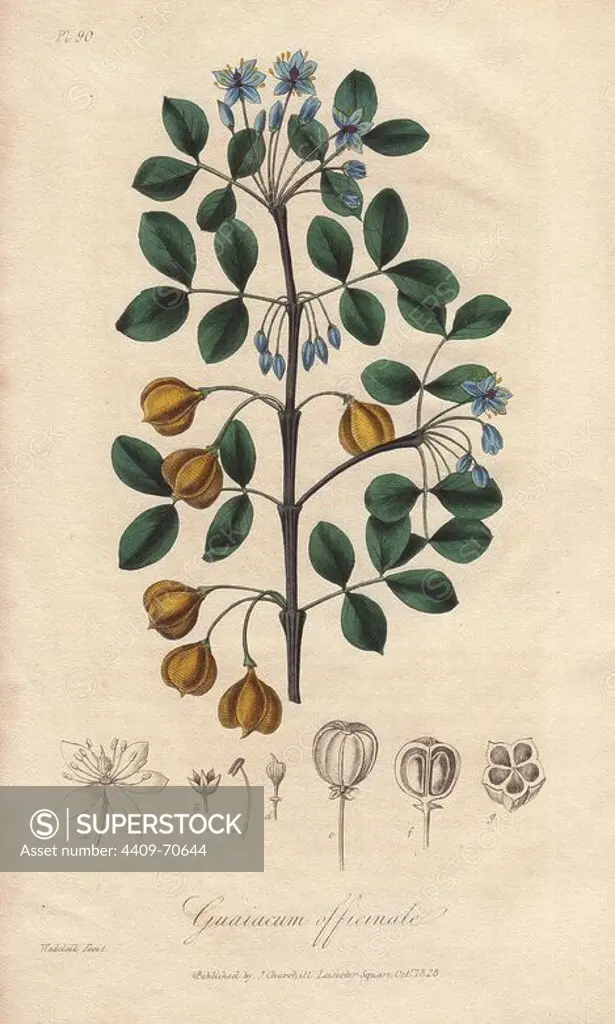 Roughbark lignum-vitae, Guaiacum officinale (endangered). Handcoloured botanical illustration drawn and engraved on steel by Weddell from John Stephenson and James Morss Churchill's "Medical Botany: or Illustrations and descriptions of the medicinal plants of the London, Edinburgh, and Dublin pharmacopias," John Churchill, London, 1831.