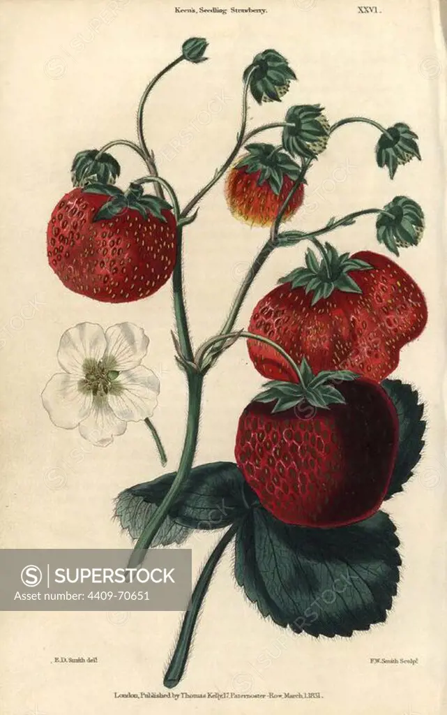 Ripe crimson fruit and leaves of Keen's Seedling Strawberry, Fragaria × ananassa. Hand-colored illustration by Edwin Dalton Smith engraved by Watts from Charles McIntosh's "Flora and Pomona" 1829. McIntosh (1794-1864) was a Scottish gardener to European aristocracy and royalty, and author of many book on gardening. E.D. Smith was a botanical artist who drew for Robert Sweet, Benjamin Maund, etc.