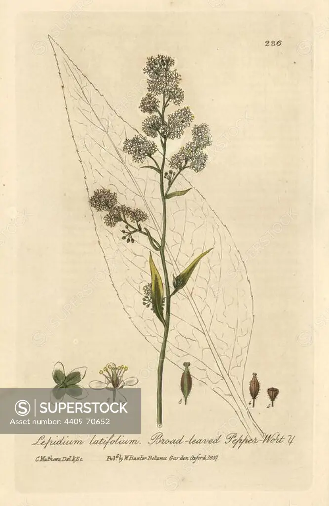Broad leaved pepper-wort, peppercress, dittany, Lepidium latifolium. Handcoloured copperplate engraving from a drawing by Isaac Russell from William Baxter's "British Phaenogamous Botany" 1834. Scotsman William Baxter (1788-1871) was the curator of the Oxford Botanic Garden from 1813 to 1854.