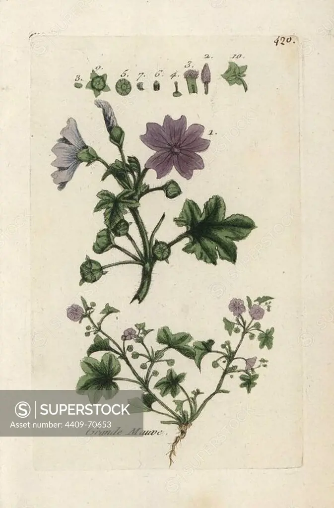Common mallow, Malva sylvestris. Handcoloured botanical drawn and engraved by Pierre Bulliard from his own "Flora Parisiensis," 1776, Paris, P. F. Didot. Pierre Bulliard (1752-1793) was a famous French botanist who pioneered the three-colour-plate printing technique. His introduction to the flowers of Paris included 640 plants.