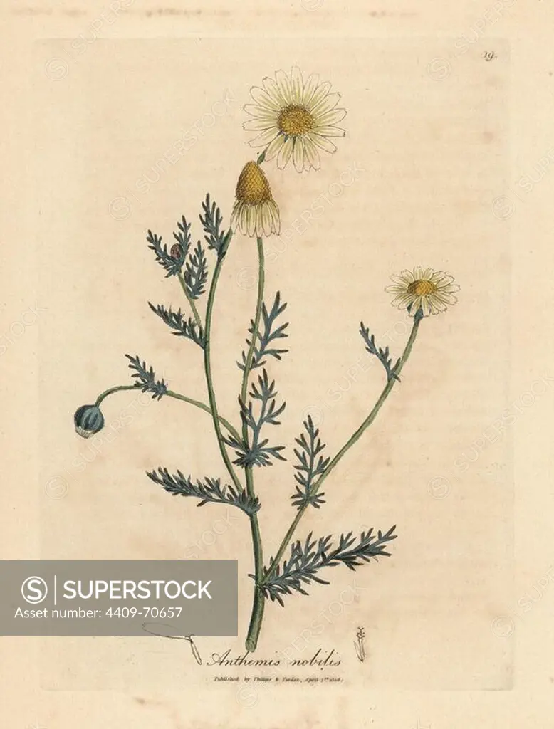 White and yellow flowered camomile, Anthemis nobilis. Handcolored copperplate engraving from a botanical illustration by James Sowerby from William Woodville and Sir William Jackson Hooker's "Medical Botany" 1832. The tireless Sowerby (1757-1822) drew over 2,500 plants for Smith's mammoth "English Botany" (1790-1814) and 440 mushrooms for "Coloured Figures of English Fungi " (1797) among many other works.