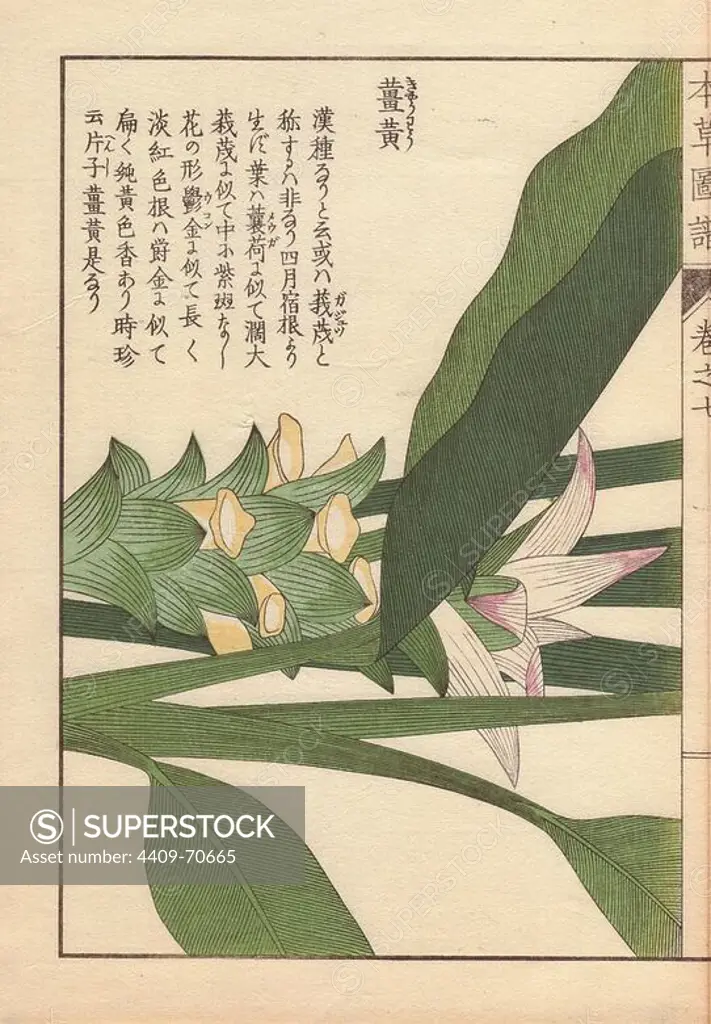 Yellow flowers and leaves of turmeric, Curcuma longa (Zingiberacea), aromatic herb, spice.. Colour-printed woodblock engraving by Kan'en Iwasaki from "Honzo Zufu," an Illustrated Guide to Medicinal Plants, 1884. Iwasaki (1786-1842) was a Japanese botanist, entomologist and zoologist. He was one of the first Japanese botanists to incorporate western knowledge into his studies.