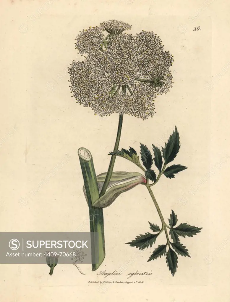 Wild angelica, Angelica sylvestris. Handcoloured copperplate engraving from a botanical illustration by James Sowerby from William Woodville and Sir William Jackson Hooker's "Medical Botany," John Bohn, London, 1832. The tireless Sowerby (1757-1822) drew over 2, 500 plants for Smith's mammoth "English Botany" (1790-1814) and 440 mushrooms for "Coloured Figures of English Fungi " (1797) among many other works.