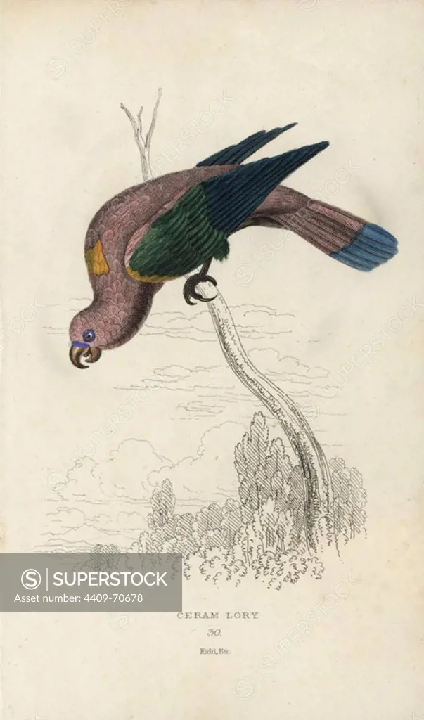 Chattering lory, Lorius garrulus. Ceram lory, Psittacus garrulus. The bird's rich metallic scarlet plumage rendered a steely pink. Hand-coloured steel engraving by Joseph Kidd (after John Audubon) from Sir Thomas Dick Lauder and Captain Thomas Brown's "Miscellany of Natural History: Parrots," Edinburgh, 1833. The Miscellany was intended to be a multi-volume series, but was brought to an abrupt halt after only the second volume on cats when John Audubon complained about the unauthorized use of his illustrations.
