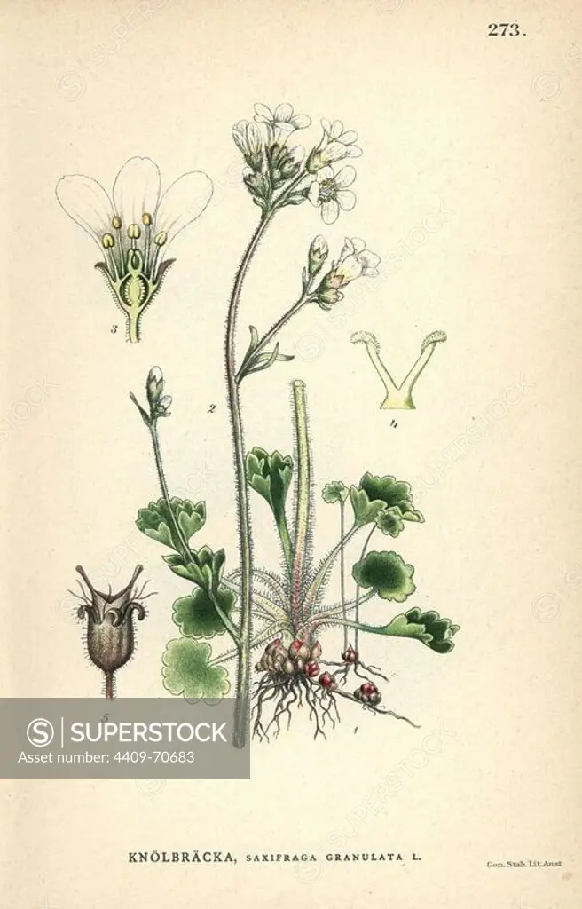 Meadow saxifrage, Saxifraga granulata. Chromolithograph from Carl Lindman's "Bilder ur Nordens Flora" (Pictures of Northern Flora), Stockholm, Wahlström & Widstrand, 1905. Lindman (1856-1928) was Professor of Botany at the Swedish Museum of Natural History (Naturhistoriska Riksmuseet). The chromolithographs were based on Johan Wilhelm Palmstruch's "Svensk botanik" (1802-1843).