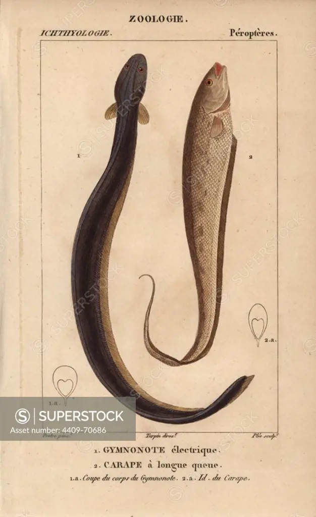 Electric eel, gymnonote electrique, Electrophorus electricus, banded knifefish, carape a longue queue, Gymnotus carapo. Handcoloured copperplate stipple engraving from Jussieu's "Dictionnaire des Sciences Naturelles" 1816-1830. The volumes on fish and reptiles were edited by Hippolyte Cloquet, natural historian and doctor of medicine. Illustration by J.G. Pretre, engraved by Plee, directed by Turpin, and published by F. G. Levrault. Jean Gabriel Pretre (1780~1845) was painter of natural history at Empress Josephine's zoo and later became artist to the Museum of Natural History.