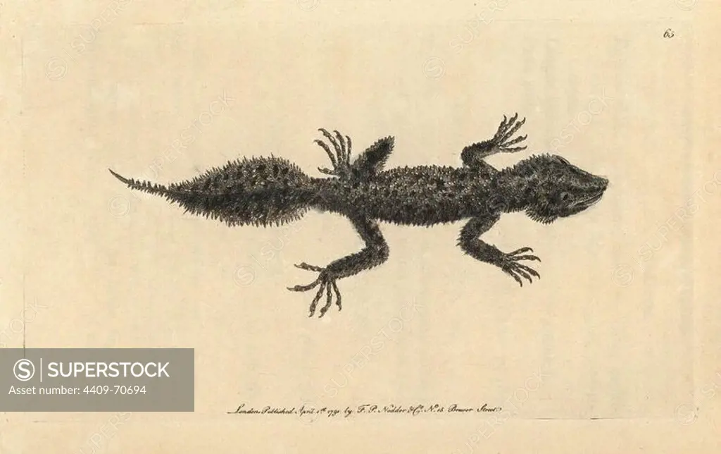 Broad-tailed gecko, Phyllurus platurus. Broad-tailed lizard, Lacerta platura. Handcolored copperplate engraving from George Shaw and Frederick Nodder's "The Naturalist's Miscellany" 1790.. Frederick Polydore Nodder (1751~1801) was a gifted natural history artist and engraver. Nodder honed his draftsmanship working on Captain Cook and Joseph Banks' Florilegium and engraving Sydney Parkinson's sketches of Australian plants. He was made "botanic painter to her majesty" Queen Charlotte in 1785. Nodder also drew the botanical studies in Thomas Martyn's Flora Rustica (1792) and 38 Plates (1799). Most of the 1,064 illustrations of animals, birds, insects, crustaceans, fishes, marine life and microscopic creatures for the Naturalist's Miscellany were drawn, engraved and published by Frederick Nodder's family. Frederick himself drew and engraved many of the copperplates until his death. His wife Elizabeth is credited as publisher on the volumes after 1801. Their son Richard Polydore (1774~1823